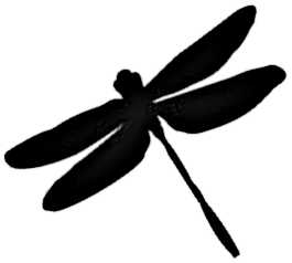 La symbolique de la libellule.