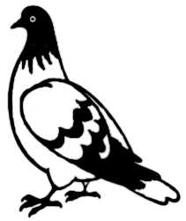 La symbolique du pigeon.